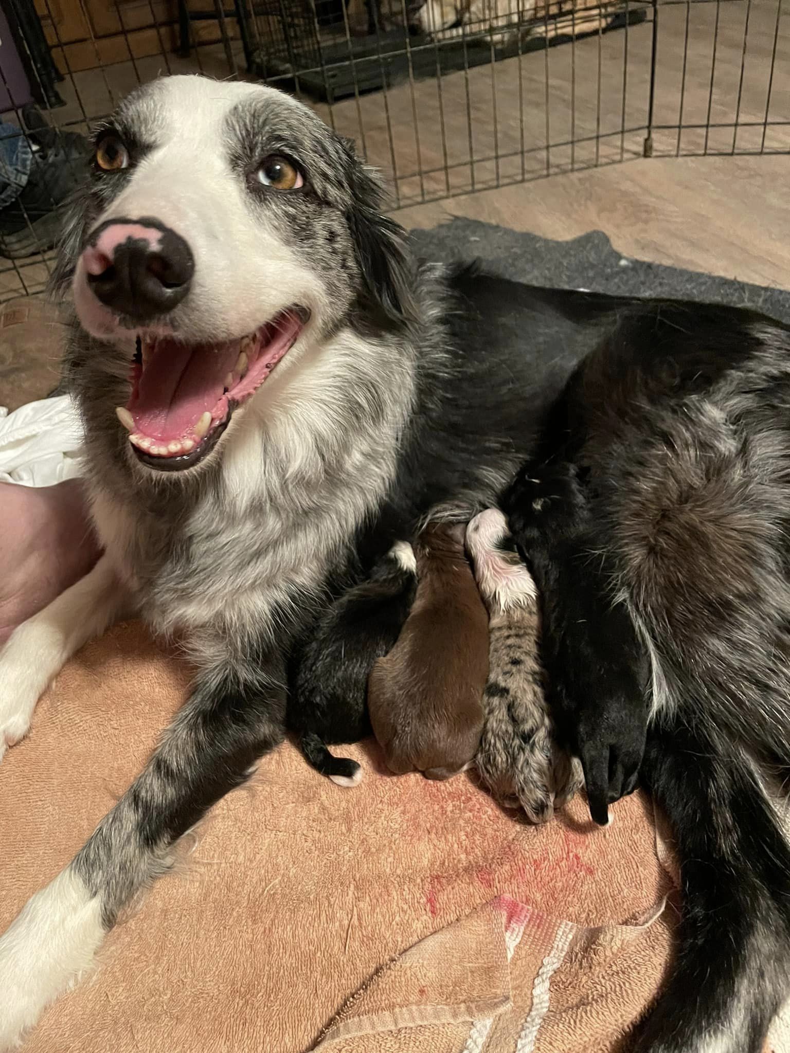 Goose Pups